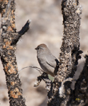 Canyon Towhee
